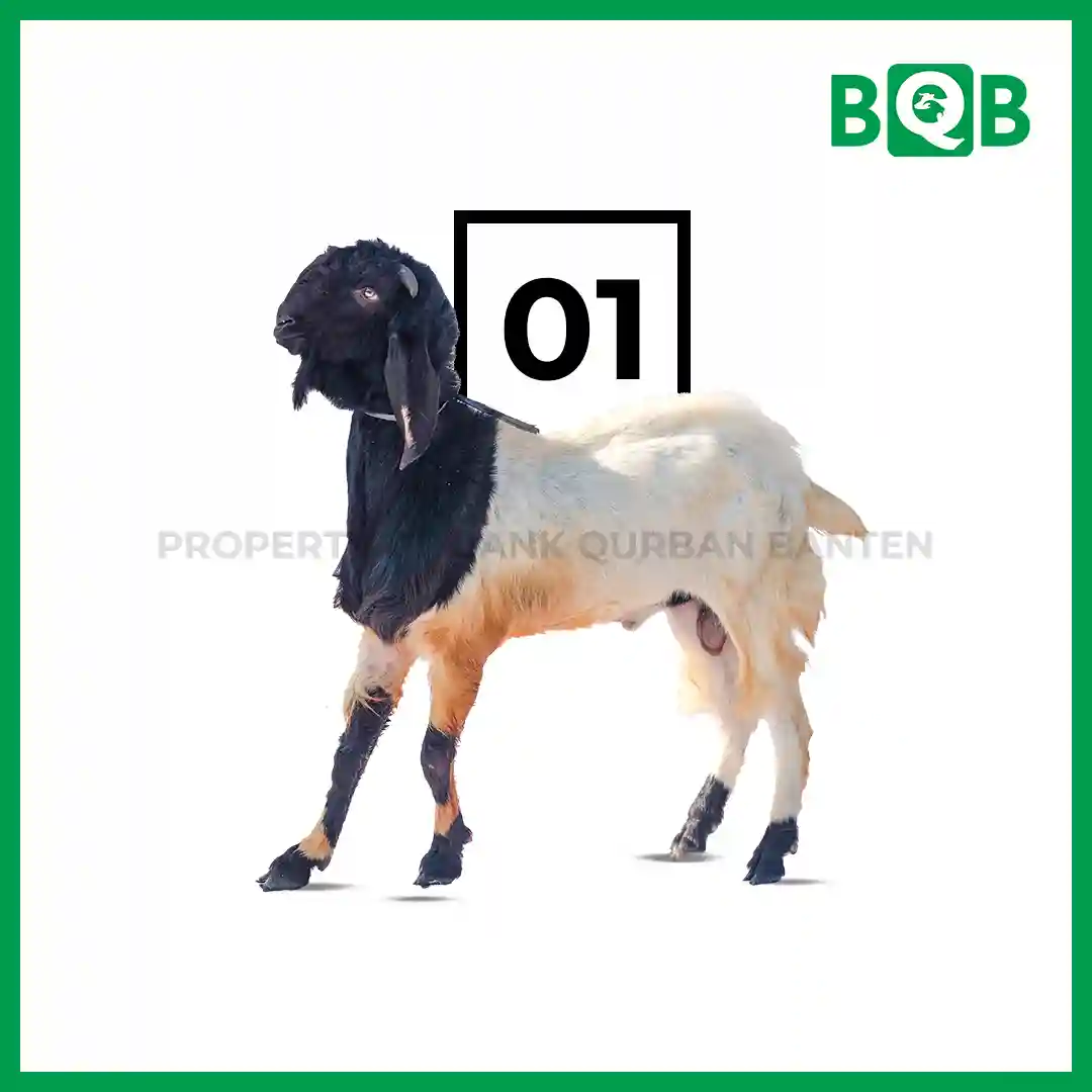 Kambing Jawa Sultan Bobot 50-60kg