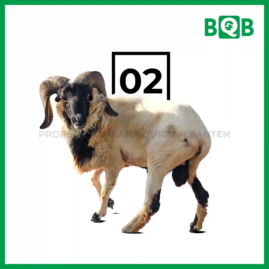 Domba Garut Sultan Bobot 50-60kg