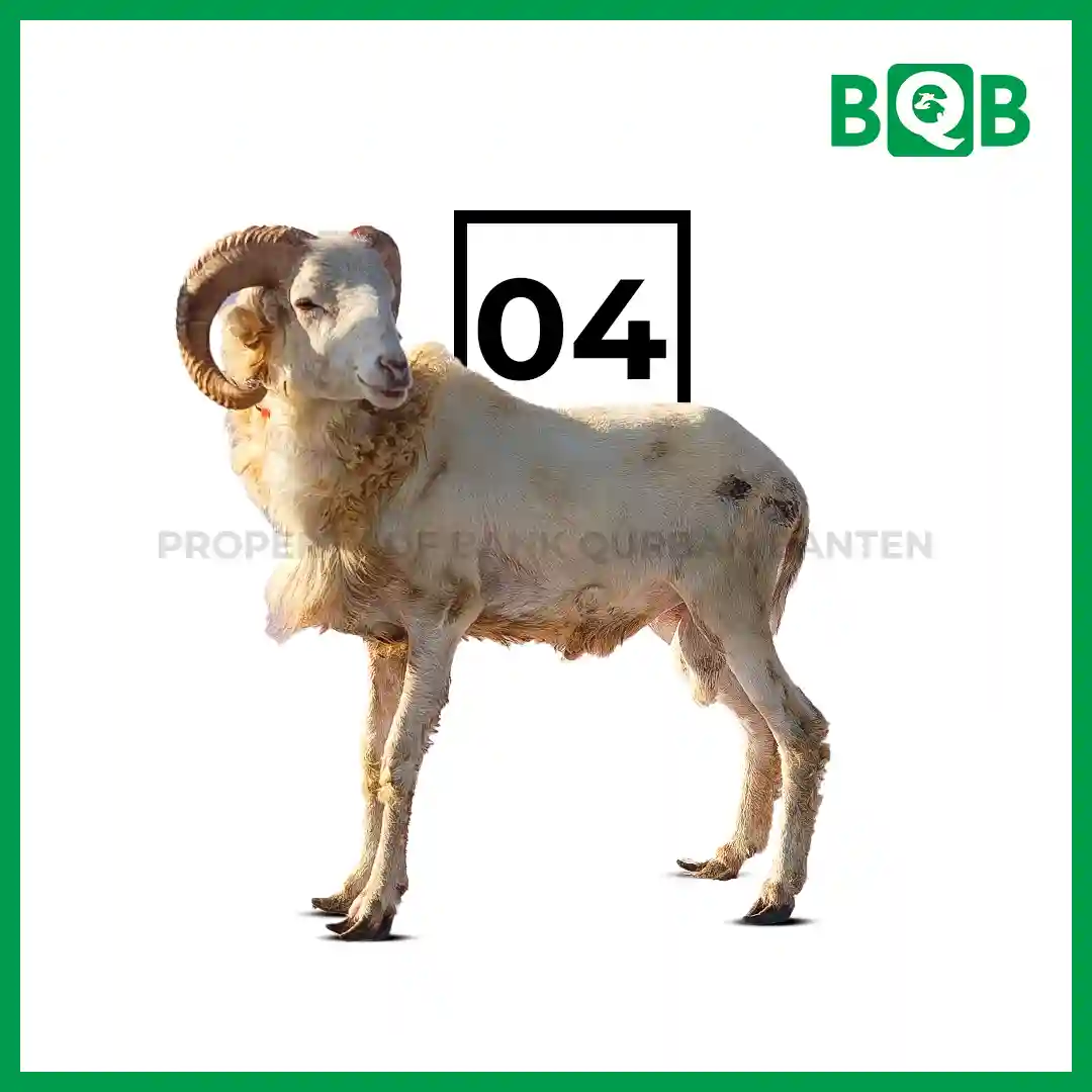 Domba Garut Sultan Bobot 50-60kg