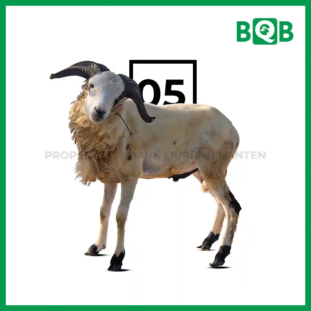 Domba Garut A Istimewa Bobot 35-40kg