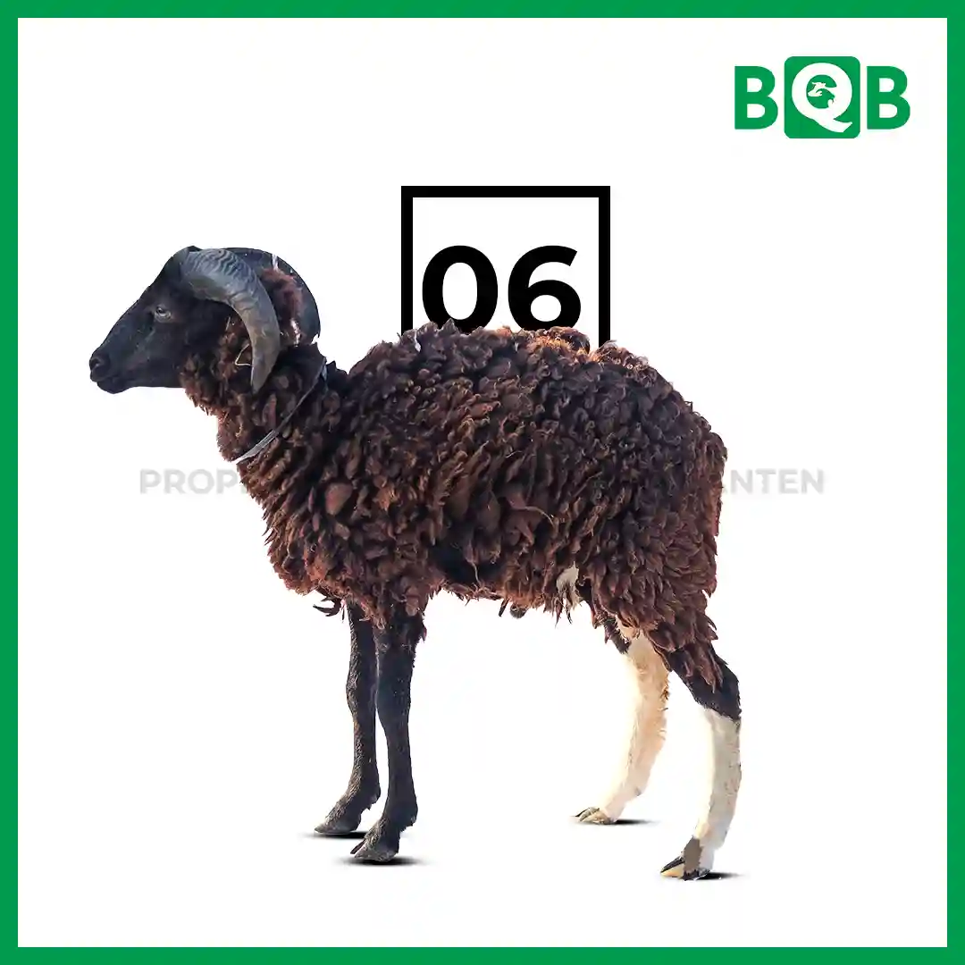 Domba Garut A Istimewa Bobot 35-40kg